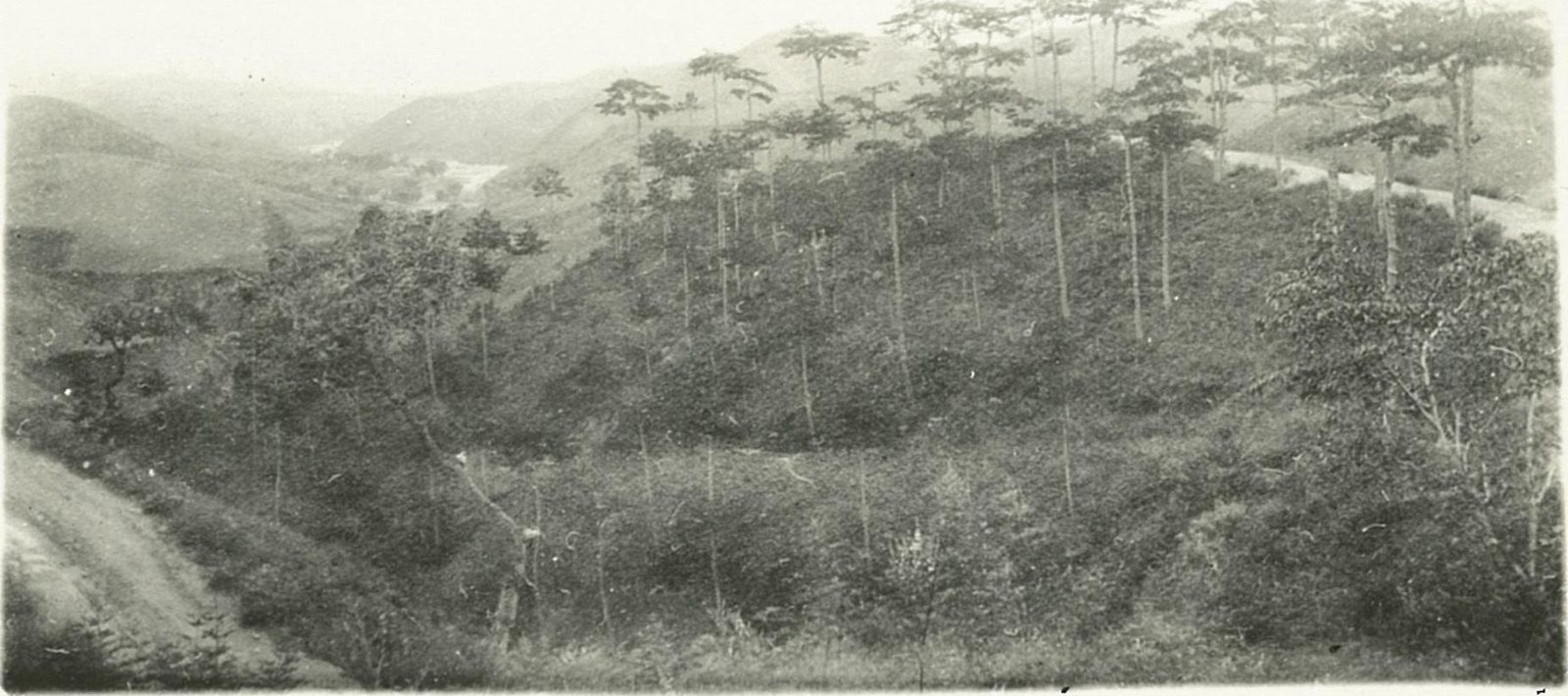 广仁岭松林