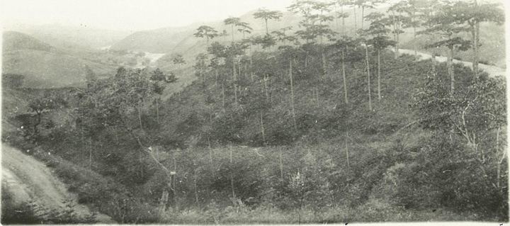 广仁岭松林