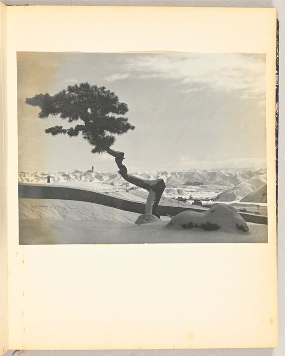 雪中热河景观与松树（Snowy Jehol landscape with pine tree）