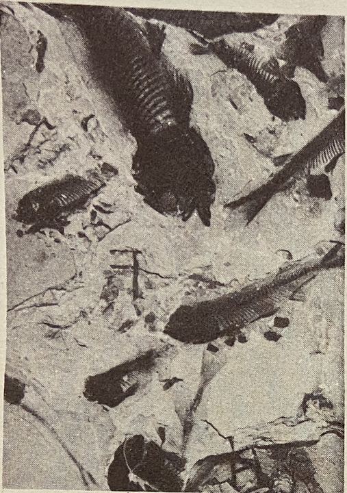 鱼化石