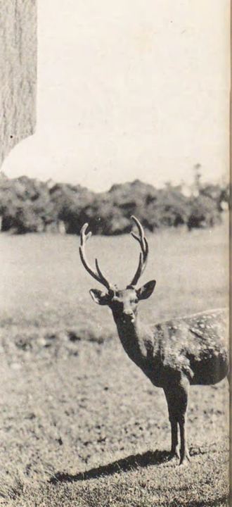 承德避暑山庄鹿群