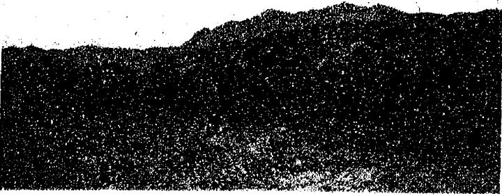 平泉放牧骆驼