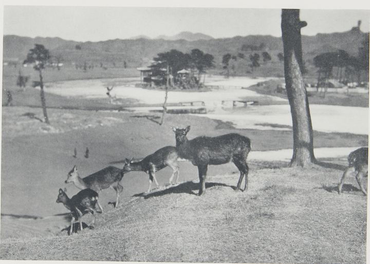 山庄鹿群